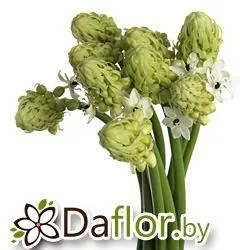 картинка Орнитогалум Саундерси от магазина daflor