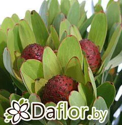картинка Сафари Сансет Розетта от магазина daflor