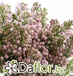 картинка Сирень Лила Вондер от магазина daflor