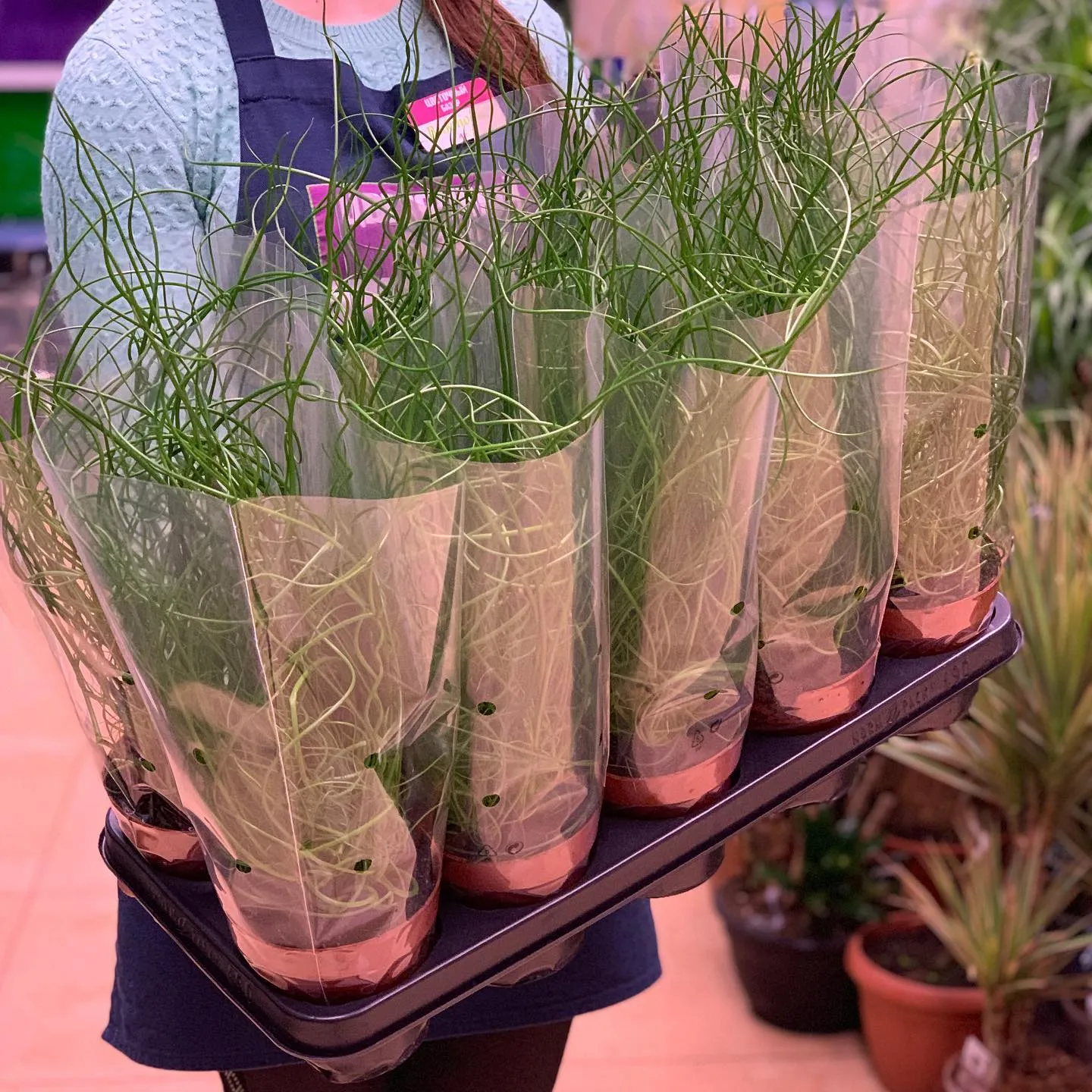 картинка Юнкус (Juncus) Р275 от магазина daflor