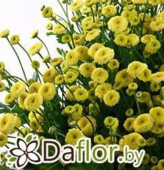 картинка Танацетум жел от магазина daflor