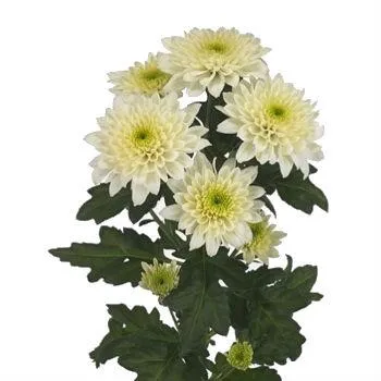 картинка Хризантема Сорбет Ванила от магазина daflor