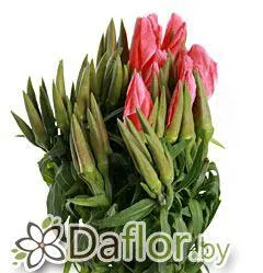 картинка Годеция сальмон от магазина daflor