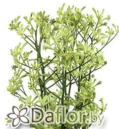 картинка Анигозантус зел от магазина daflor