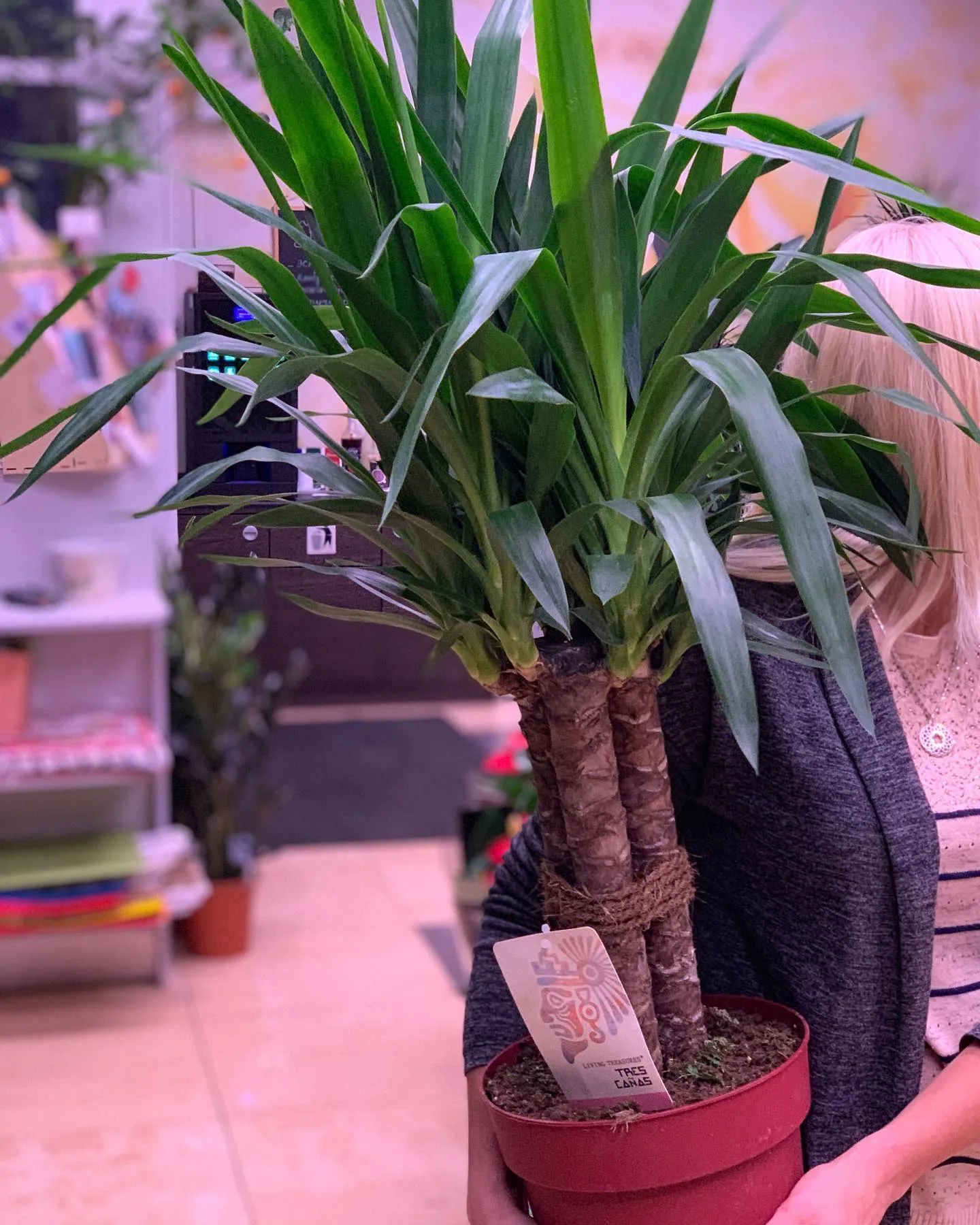 картинка Юкка (Yucca) Р167 от магазина daflor