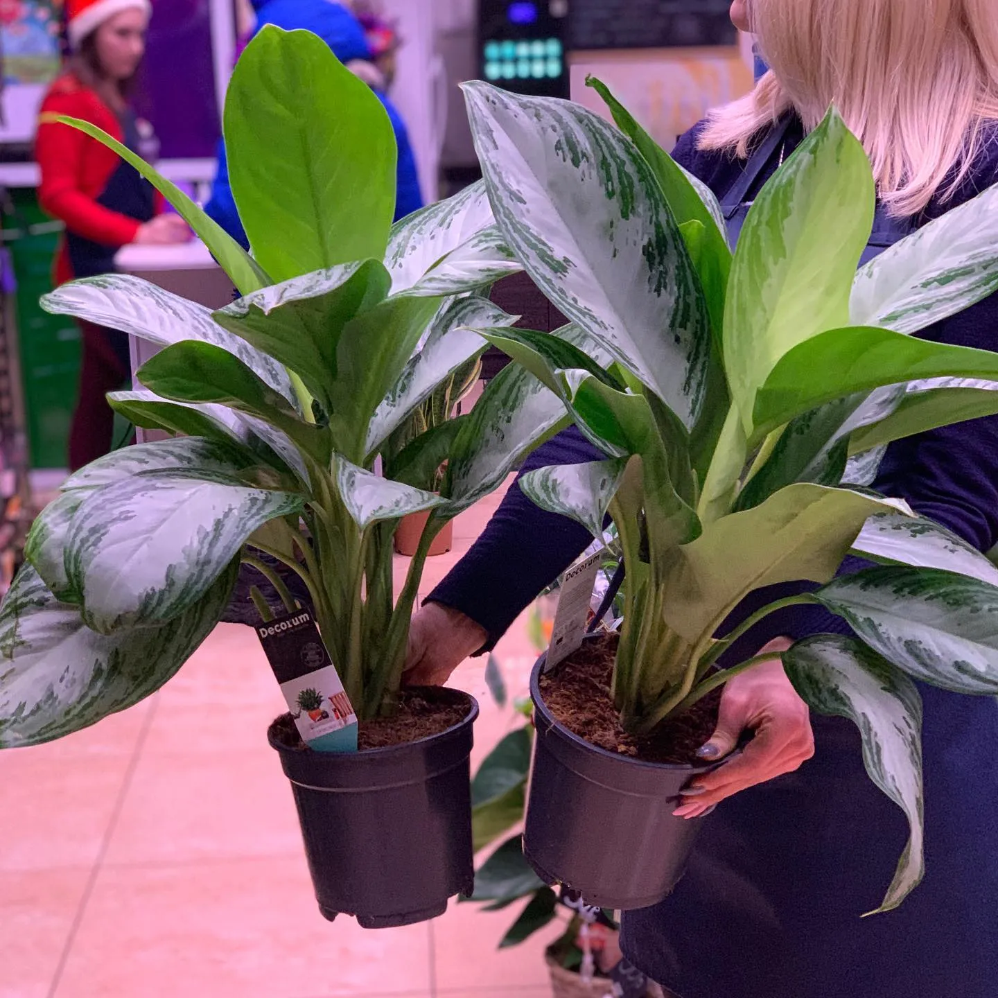 картинка Аглаонема (Aglaonema) Р219 от магазина daflor