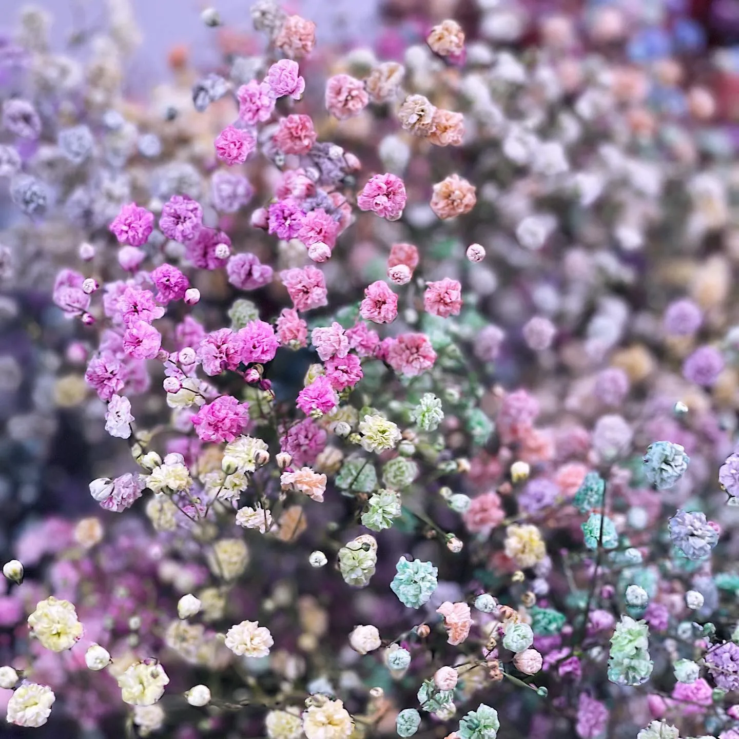 картинка Букет из гипсофилы Gypsophila Rainbow от магазина daflor