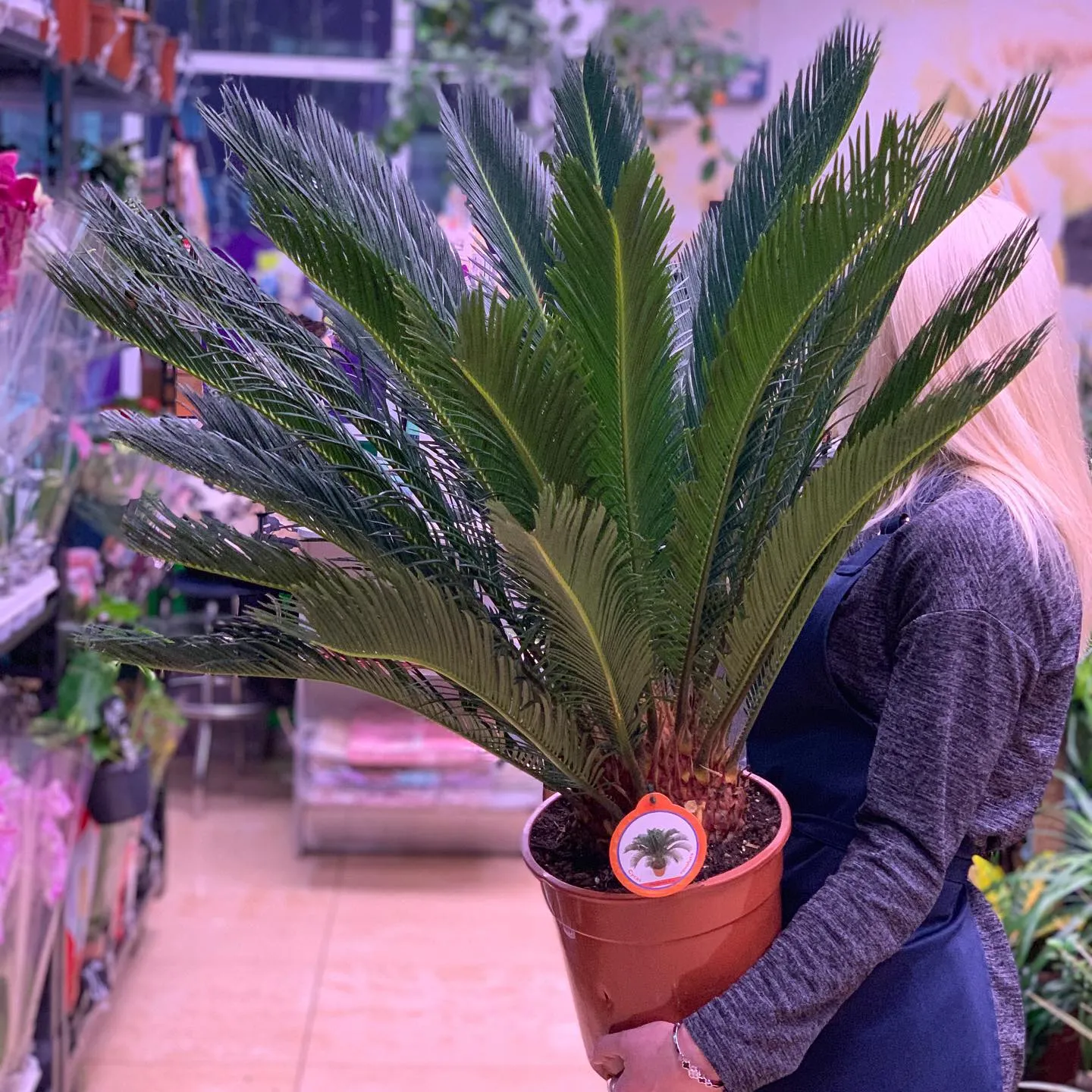 картинка Цикас (Cycas revoluta) Р284 от магазина daflor