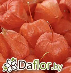 Физалис цветок оранж