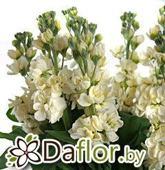 картинка Маттиола Фантом крем от магазина daflor