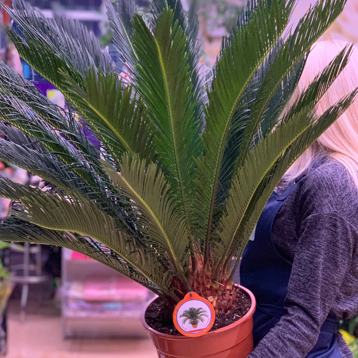 картинка Цикас (Cycas revoluta) Р284 от магазина daflor