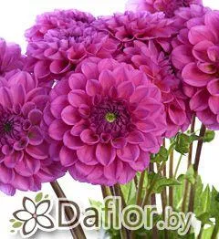картинка Георгин Бойскаут от магазина daflor