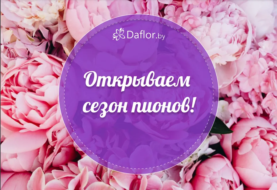 Открываем сезон пионов!
