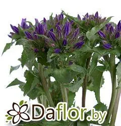 картинка Кампанула Ануска от магазина daflor