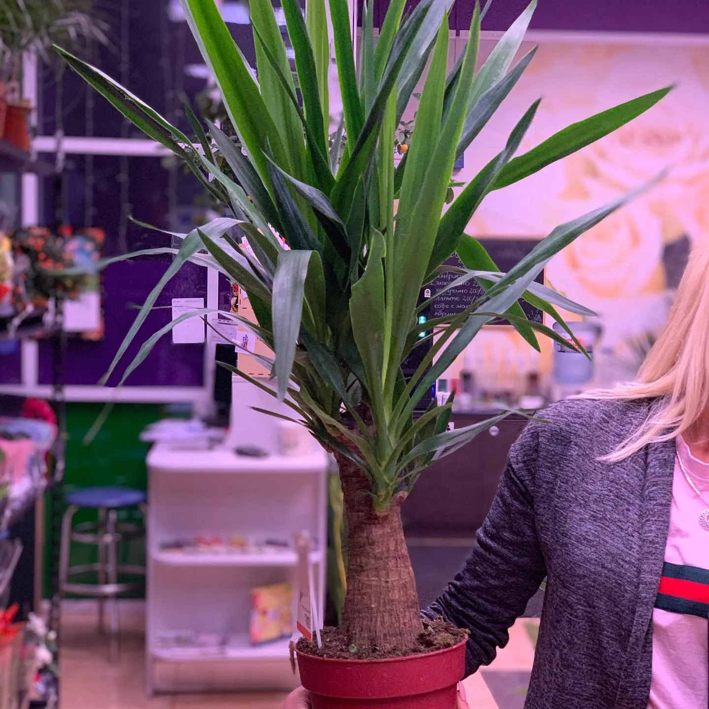 картинка Юкка (Yucca) Р132 от магазина daflor