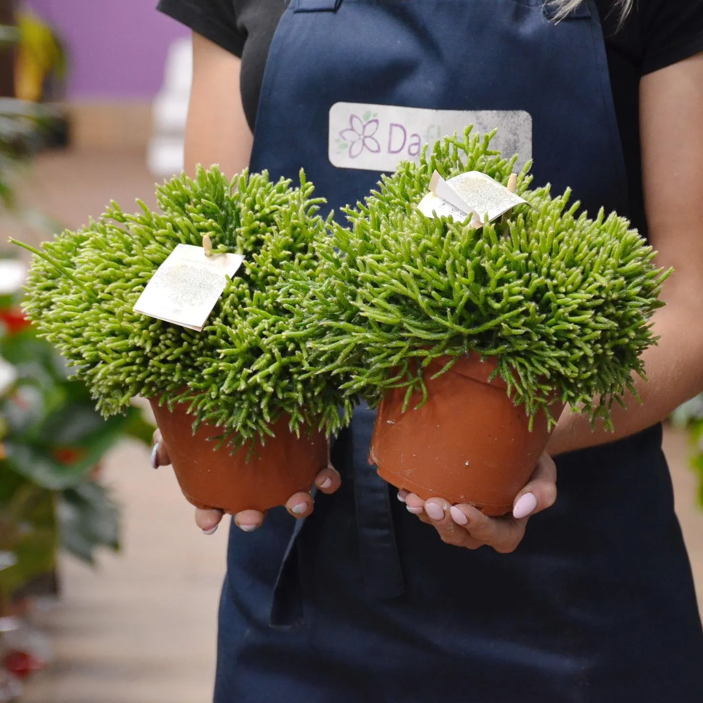 картинка Рипсалис (Rhipsalis) Р387 от магазина daflor