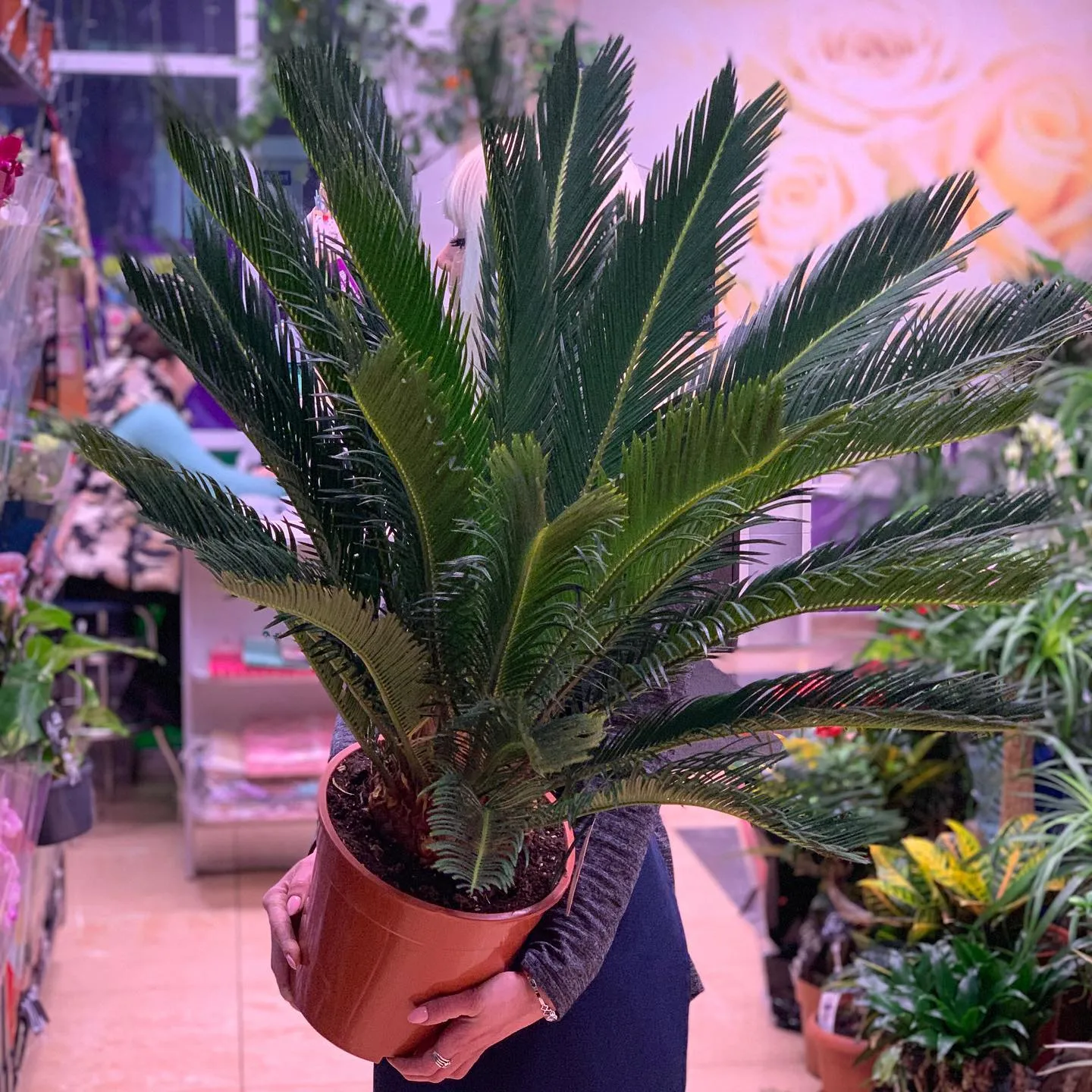 картинка Цикас (Cycas revoluta) Р284 от магазина daflor