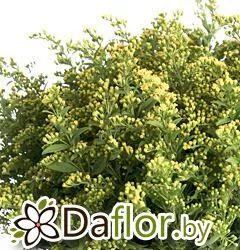 картинка Солидаго Голден Глори от магазина daflor