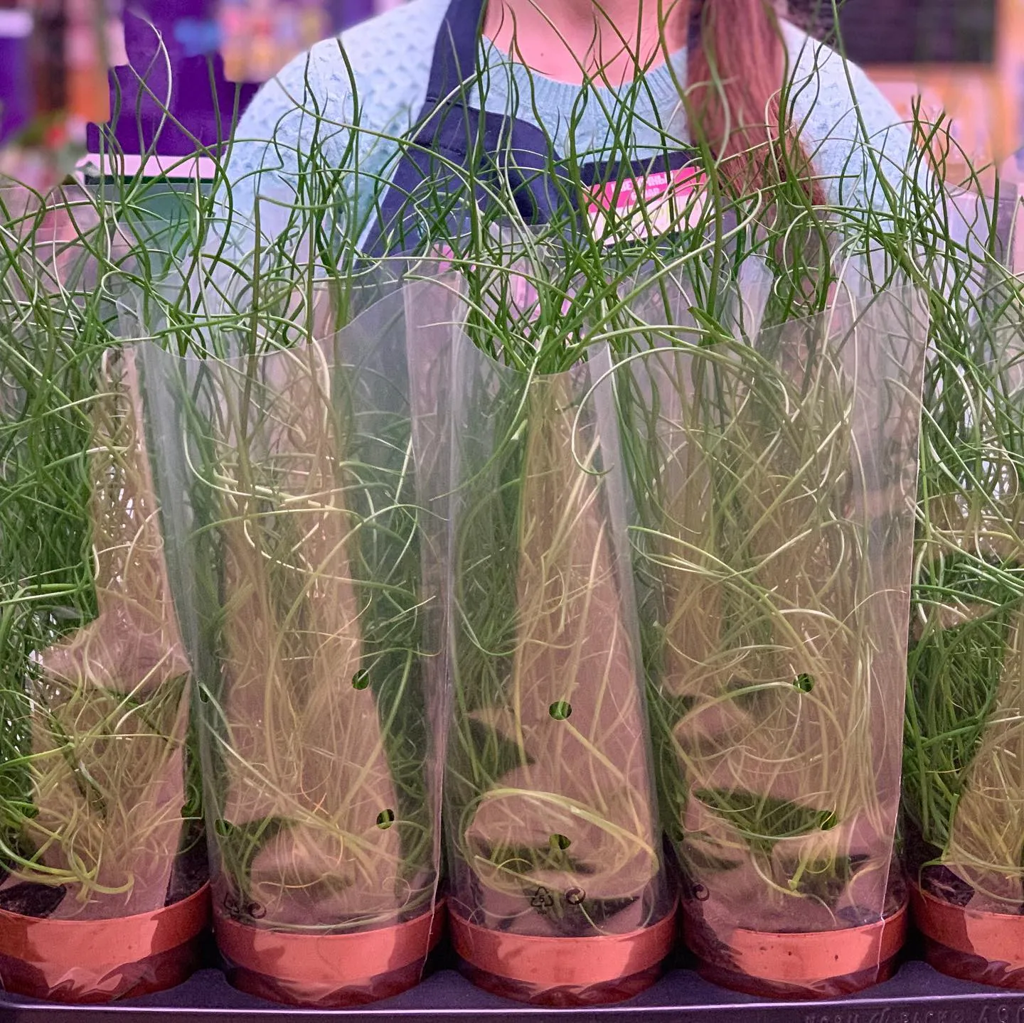 картинка Юнкус (Juncus) Р275 от магазина daflor