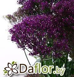 картинка Трахелиум тем-син от магазина daflor