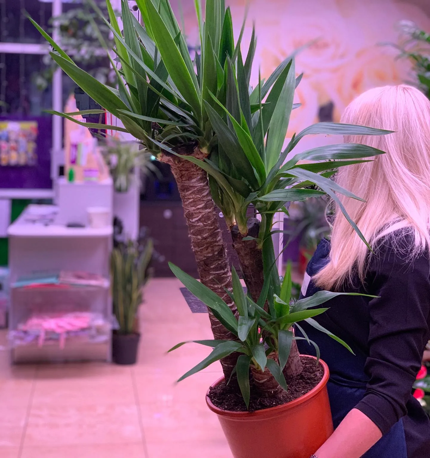 картинка Юкка 3 (Yucca) Р341 от магазина daflor