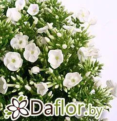 Флокс Айс Кэп