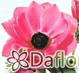 картинка Анемон орхидный от магазина daflor