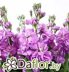 картинка Маттиола Фигаро лав от магазина daflor