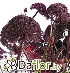 картинка Энгелвортел от магазина daflor