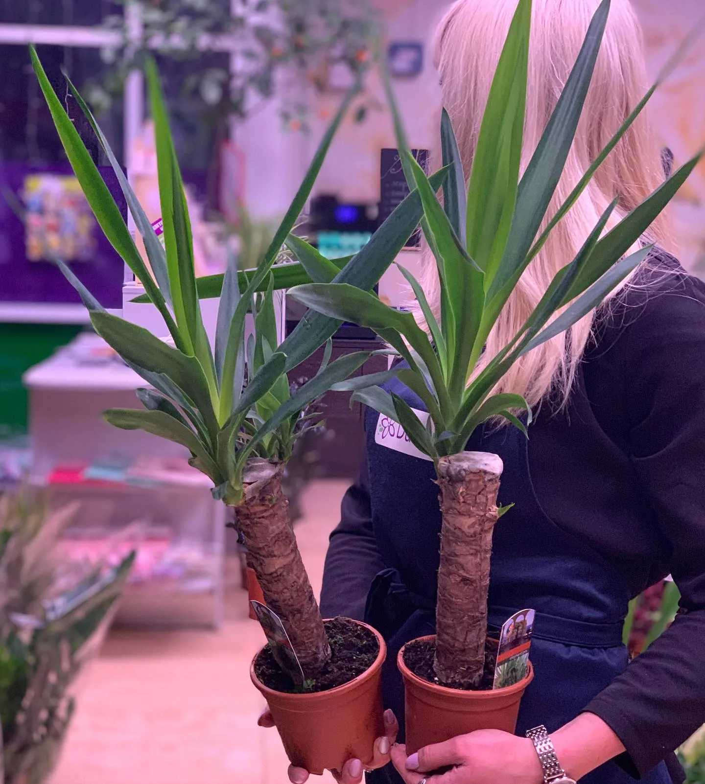 картинка Юкка 1 (Yucca) Р322 от магазина daflor