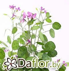 картинка Лунария Перпл Пеннинг лав от магазина daflor