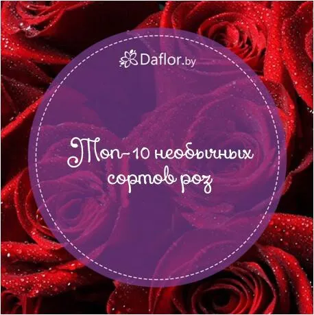ТОП-10 НЕОБЫЧНЫХ СОРТОВ РОЗ