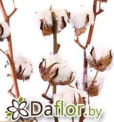 картинка Коттон от магазина daflor