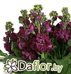 картинка Маттиола Дебора от магазина daflor