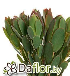 картинка Сафари Сансет Дискала от магазина daflor
