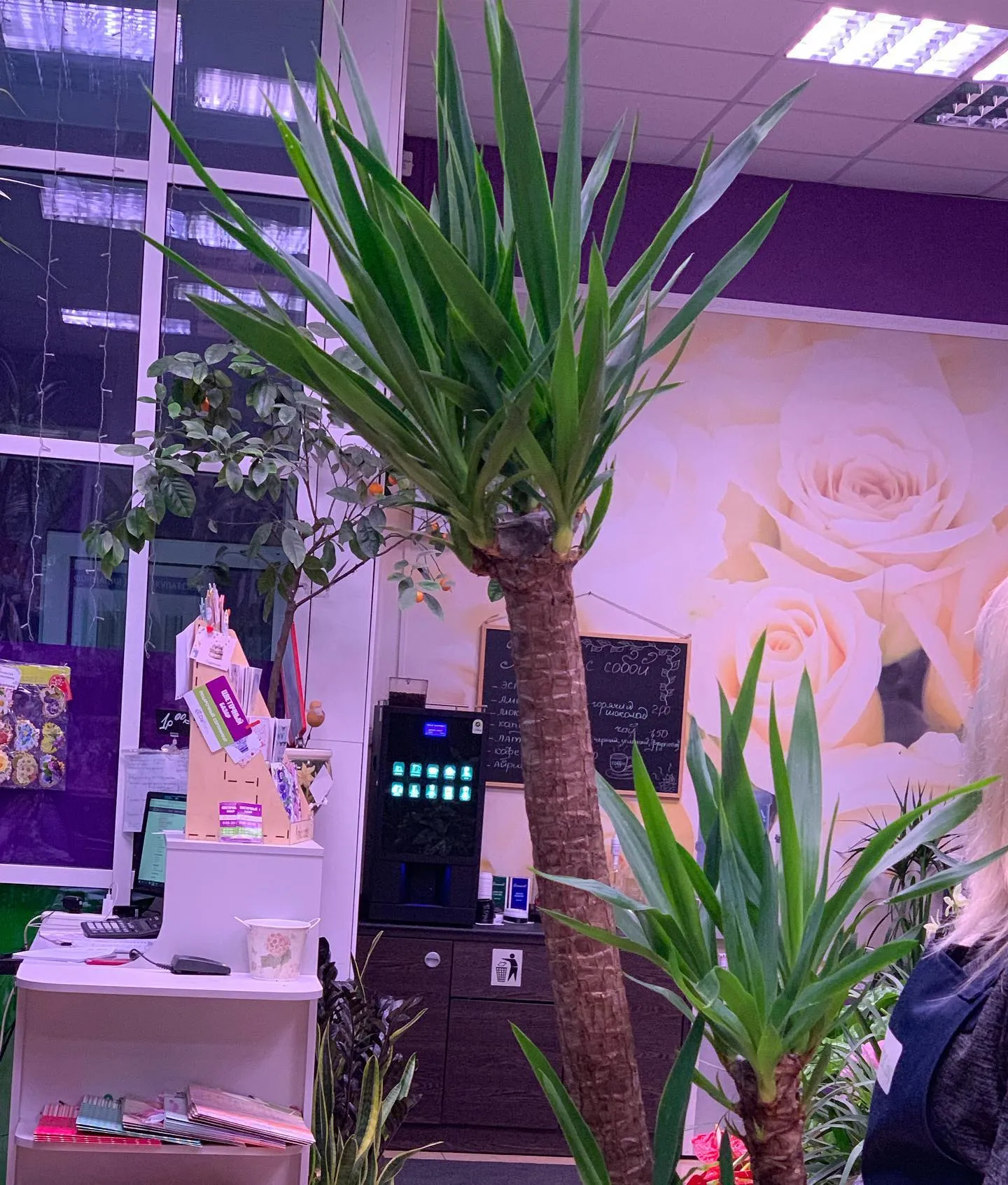 картинка Юкка 3 (Yucca) Р293 от магазина daflor