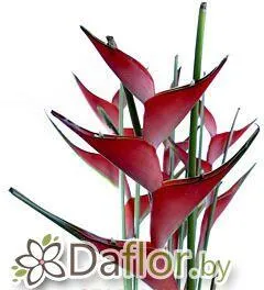 картинка Геликония Карибия от магазина daflor