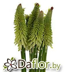 Книфофия Айс Куин зел