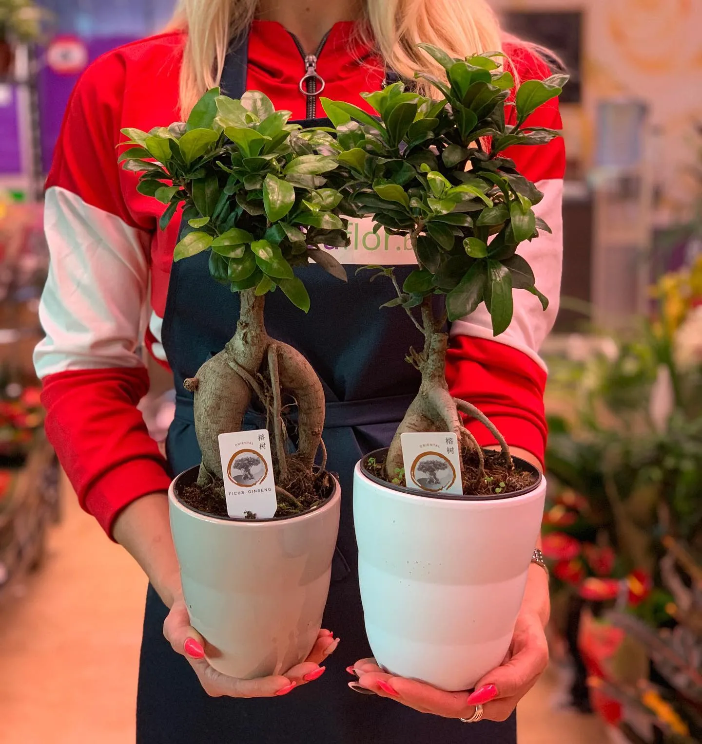 картинка Фикус Гинсенг в керамике Р373 от магазина daflor