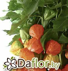 картинка Физалис от магазина daflor