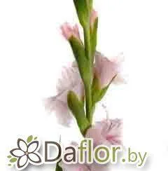 картинка Гладиолус Адреналин от магазина daflor