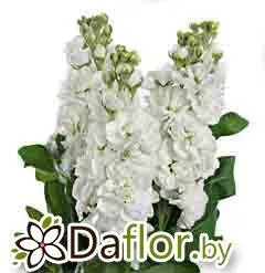 картинка Маттиола Сентум бел от магазина daflor