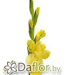 картинка Гладиолус Лемон Дроп жел от магазина daflor