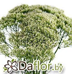 картинка Трахелиум Лейк Пауэл от магазина daflor