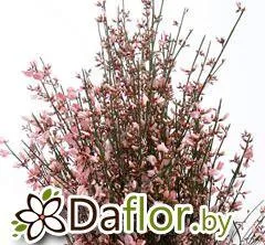 картинка Джинстер краш роз от магазина daflor