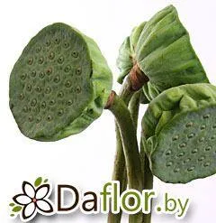 картинка Лотус от магазина daflor