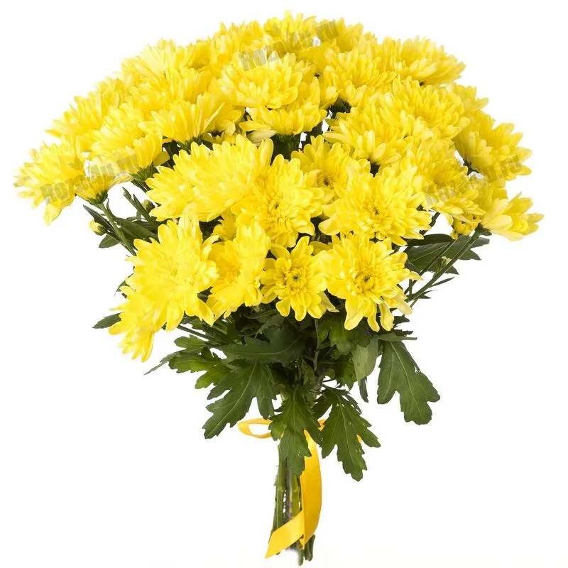картинка Хризантема Zembla yelow от магазина daflor