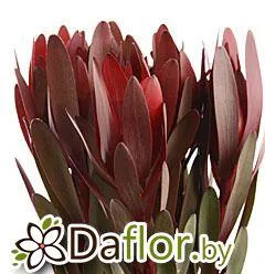 картинка Сафари Сансет от магазина daflor
