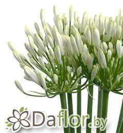 картинка Агапантус Бьянка Перла от магазина daflor