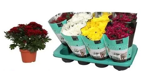 картинка Хризантема Микс от магазина daflor